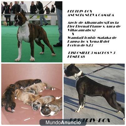 Cachorros de boxer