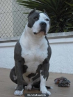 La camada mas deseada de AMERICAN STAFFORDSHIRE AZULES - mejor precio | unprecio.es