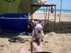 Oferta magnifico ejemplar macho de Bulldog frances. - mejor precio | unprecio.es