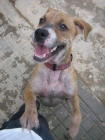 perrita en adopcion - mejor precio | unprecio.es