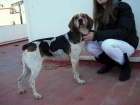 preciosa cruce de bagle x breton en adopción - mejor precio | unprecio.es