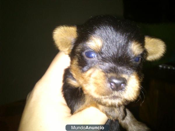 se vende yorkshire