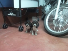 Vendo cachorros Beagle macho y hembra - mejor precio | unprecio.es