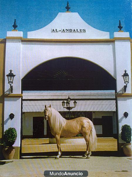 equitación A-Andalus