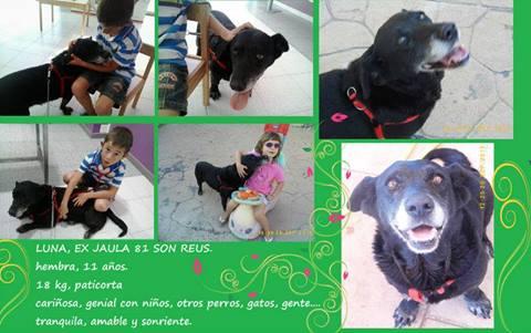 Perrita mayor en adopción