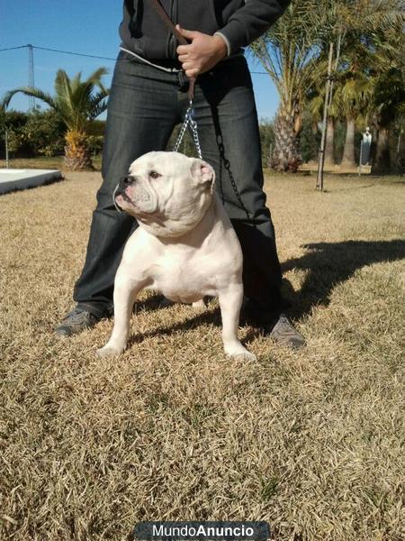 American Bulldog Bully