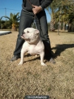 American Bulldog Bully - mejor precio | unprecio.es