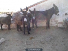 Burros mansos - mejor precio | unprecio.es