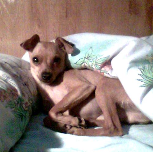 busco novia para mi mini pincher