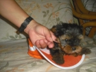 cachorrito de Yorkshire terrier - mejor precio | unprecio.es