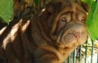 cachorritos de shar pei - mejor precio | unprecio.es