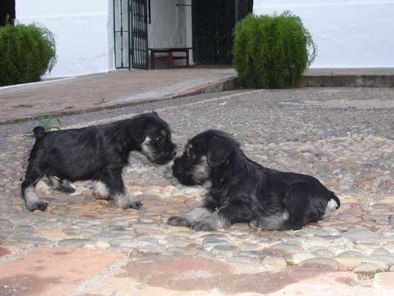 Cachorros de Schnauzer miniatura, con Loe