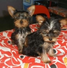 Cachorros de Yorkshire, muy buen precio  Gerona - mejor precio | unprecio.es