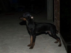 CACHORROS MINI PINCHER - mejor precio | unprecio.es