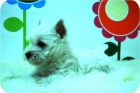 Camada de Westy excelentes cachorros. - mejor precio | unprecio.es