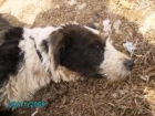 DALE UNA OPORTUNIDAD A ESTA PERRITA. ESTA EN LA PERRERA DE VALENCIA. ES MUY CARIÑOSA. - mejor precio | unprecio.es