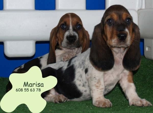 Magnificos cachorros de basset hound