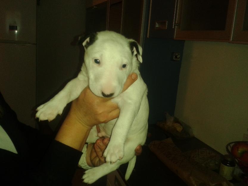 Precioso cachorrito bull terrier