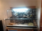 URGUE VENTA TERRARIO CON FONDO ROCOSO - mejor precio | unprecio.es