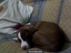 vendo pitbull - mejor precio | unprecio.es