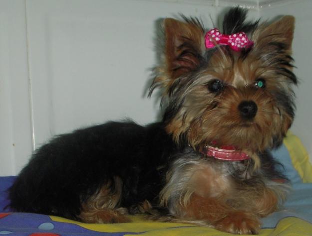 vendo yorkshire terrier hembra