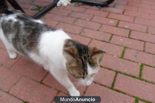 Willi gatito en la calle buscandose la vida entre contenedores