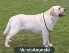 **PASEADOR DE PERROS Y CANGURO DE MASCOTAS** - mejor precio | unprecio.es