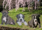 American Pitbull Cachorros - mejor precio | unprecio.es