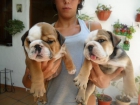 cachorros bulldog ingles - mejor precio | unprecio.es