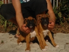 CACHORROS DE BOXER 480 - mejor precio | unprecio.es