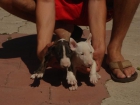 CACHORROS DE BULL TERRIER 590 - mejor precio | unprecio.es