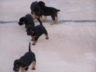 Cachorros Pastor Aleman con Doberman - mejor precio | unprecio.es