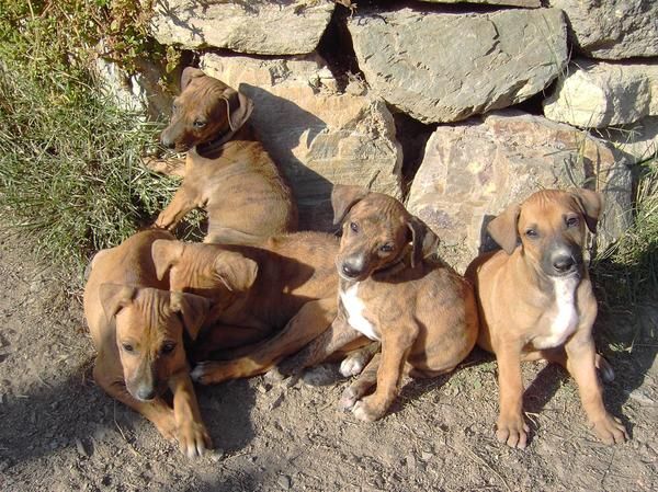 cachorros ridgeback rhodesiano  cruzado