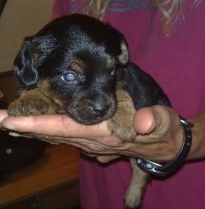 cachorros tamaño pequeño