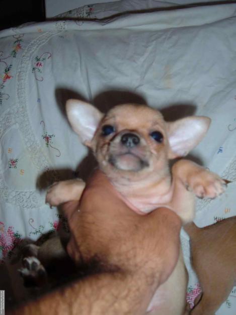 Chihuahuas Toy cachorritos