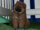 Chow-chow, excelentes ¡ 5 años de garantias ! - mejor precio | unprecio.es