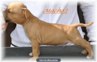 Excelente Camada American Staffordshire T. - mejor precio | unprecio.es