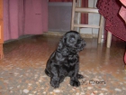 Excelentes cocker spaniel ingles - mejor precio | unprecio.es