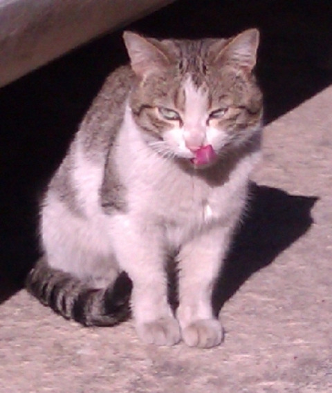 MORFEO, un gato maltratado que sigue en la calle