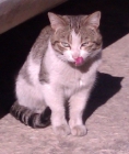 MORFEO, un gato maltratado que sigue en la calle - mejor precio | unprecio.es