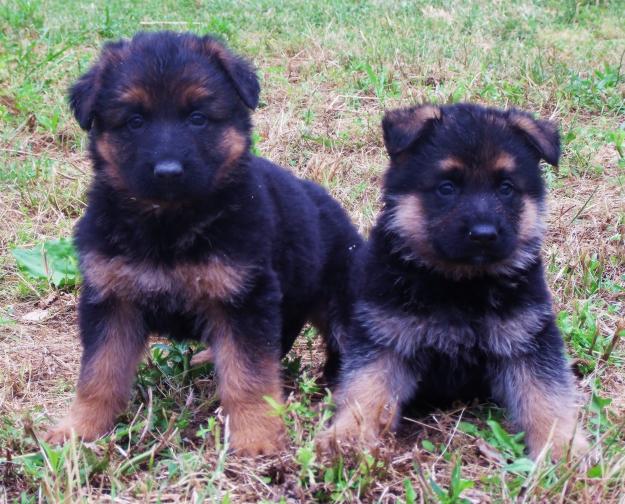 Pastor Aleman cachorros disponibles