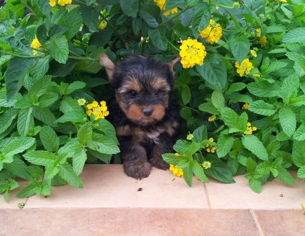 Preciosos Cachorros de Yorkshire Terrier, Calidad y Garantia