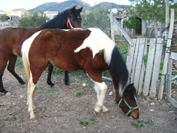 vendo caballo y yegua