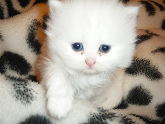 Vendo gatita persa