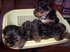 YORKSHIRE TERRIER - mejor precio | unprecio.es