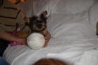 Yorkshire terrier toy , ven a verla !!! - mejor precio | unprecio.es