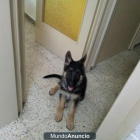 Cachorro de pastor aleman - mejor precio | unprecio.es