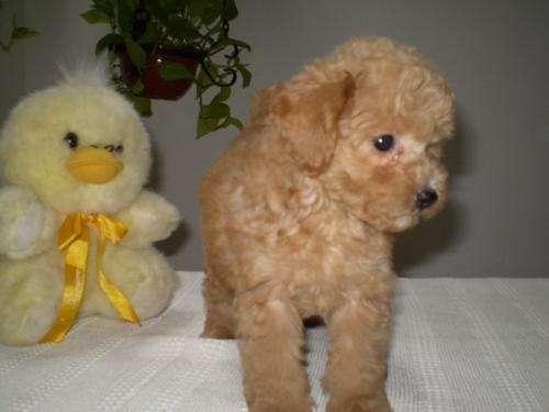 caniche color crema regalo de reyes toy 603 2837 39