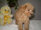 caniche color crema regalo de reyes toy 603 2837 39 - mejor precio | unprecio.es