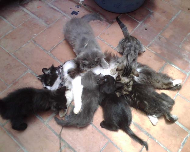 gatas y gatos angora